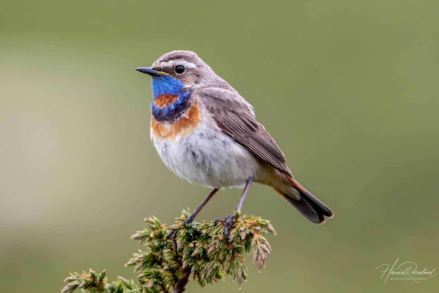Bluethroat (Luscinia svecica) @ Dovrefjell-Sunndalsfjella National Park, Norway. Photo: Håvard Rosenlund