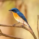 Tickell's Blue Flycatcher (Cyornis tickelliae) @ Kanha National Park, India. Photo: Håvard Rosenlund