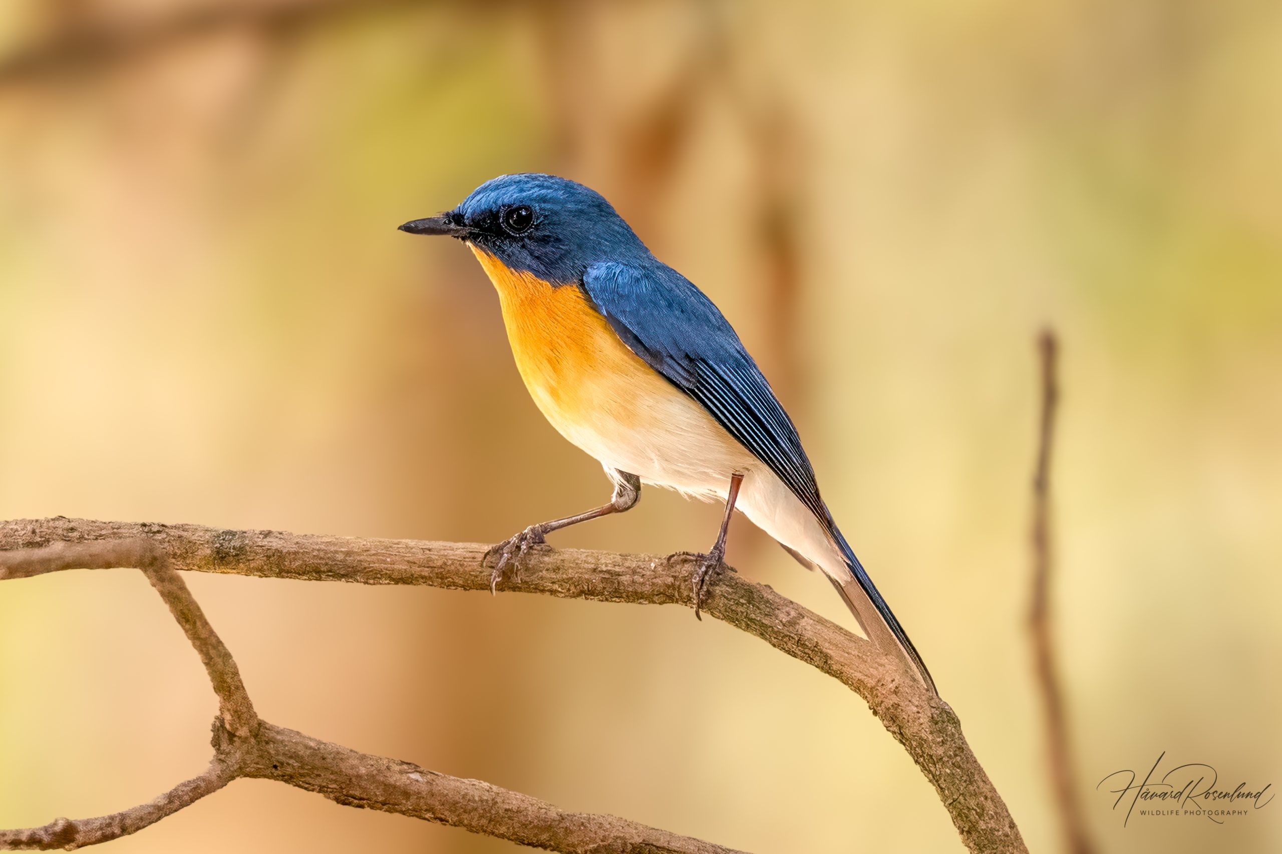 Buskfluesnapper (Cyornis tickelliae) @ Kanha National Park, India. Foto: Håvard Rosenlund