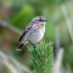 Whinchat (Saxicola rubetra) @ Lista, Norway. Photo: Håvard Rosenlund