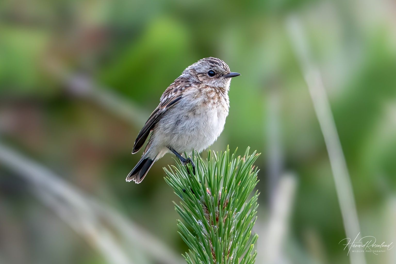 Whinchat (Saxicola rubetra) @ Lista, Norway. Photo: Håvard Rosenlund