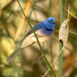 Black-naped Monarch (Hypothymis azurea) - Male @ Kanha National Park, India. Photo: Håvard Rosenlund