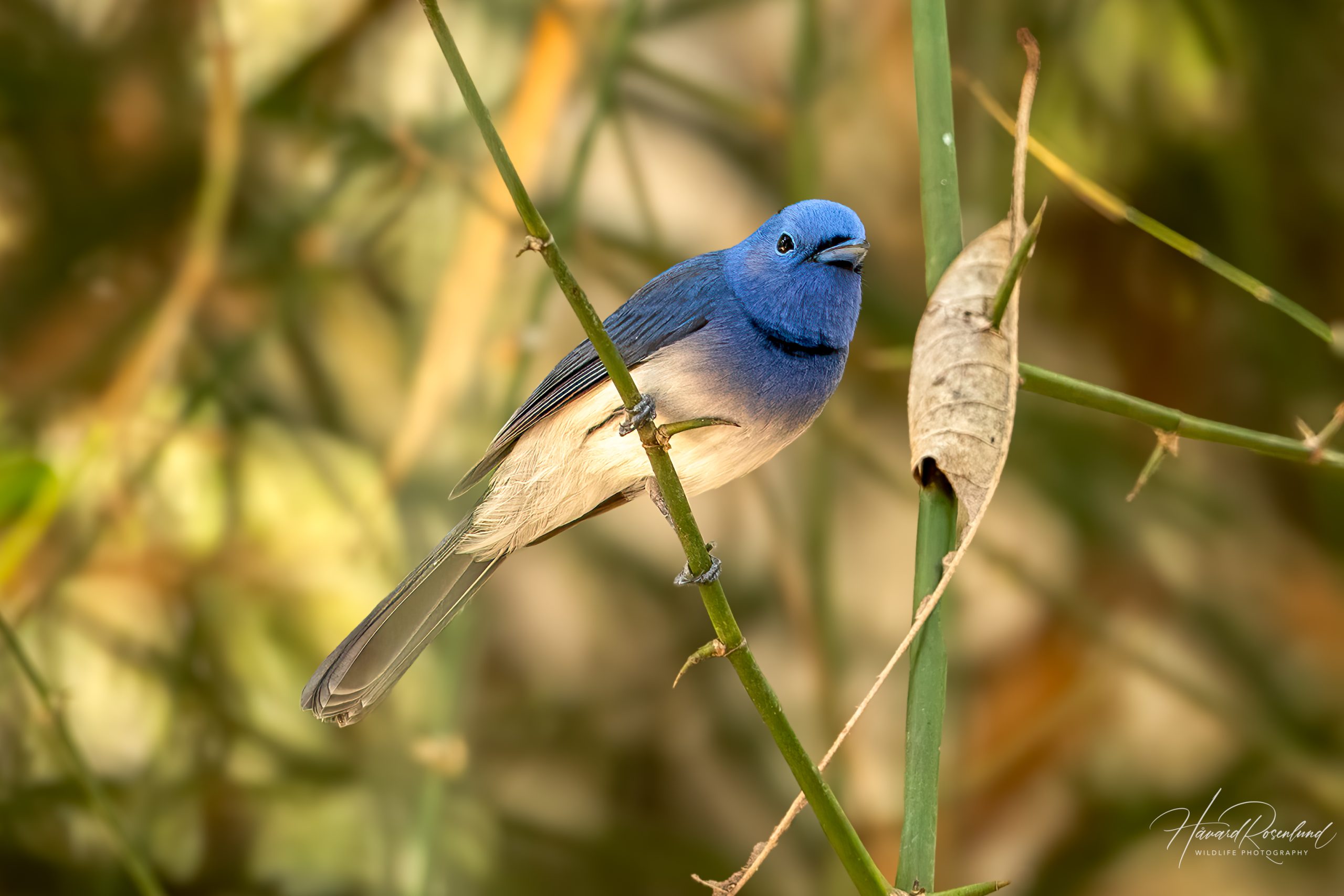 Svartnakkemonark (Hypothymis azurea) - Hannfugl @ Kanha National Park, India. Foto: Håvard Rosenlund