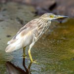 Indian Pond Heron (Ardeola grayii) @ Kanha National Park, India. Photo: Håvard Rosenlund