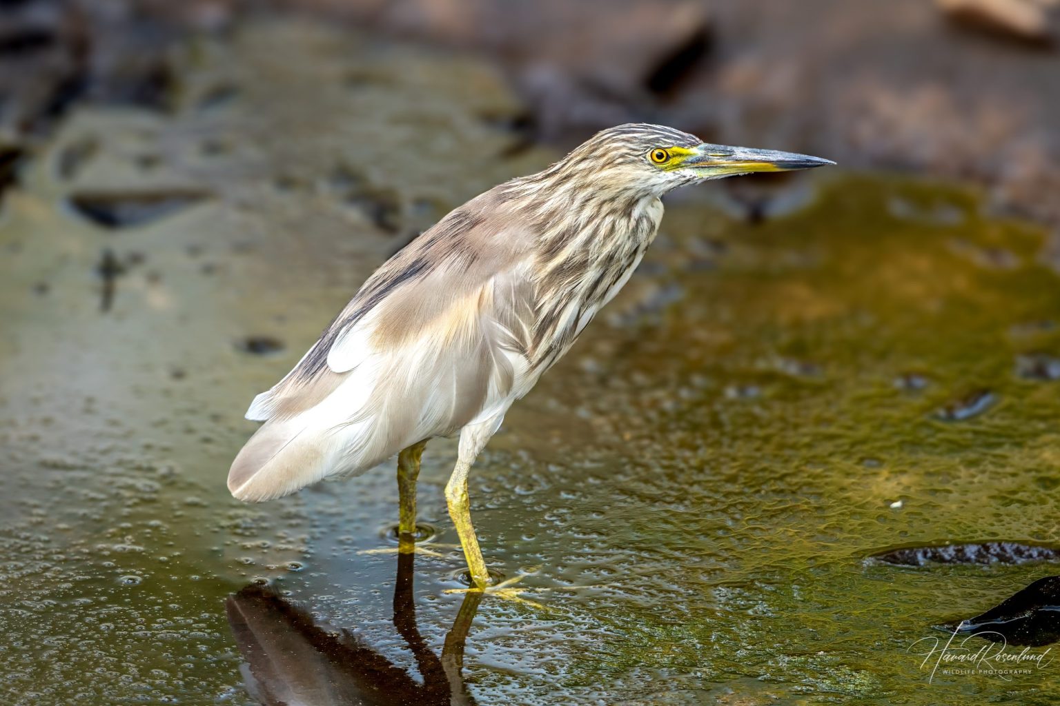 Indian Pond Heron (Ardeola grayii) @ Kanha National Park, India. Photo: Håvard Rosenlund