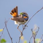 Bluethroat (Luscinia svecica) @ Dovrefjell-Sunndalsfjella National Park, Norway. Photo: Håvard Rosenlund