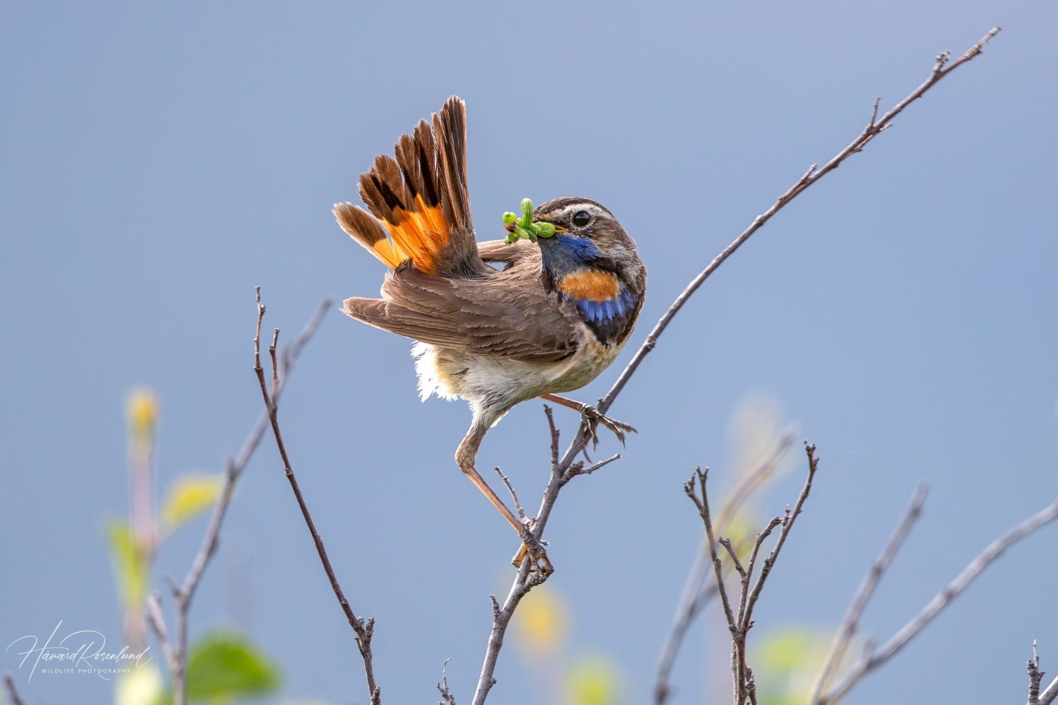 Bluethroat (Luscinia svecica) @ Dovrefjell-Sunndalsfjella National Park, Norway. Photo: Håvard Rosenlund
