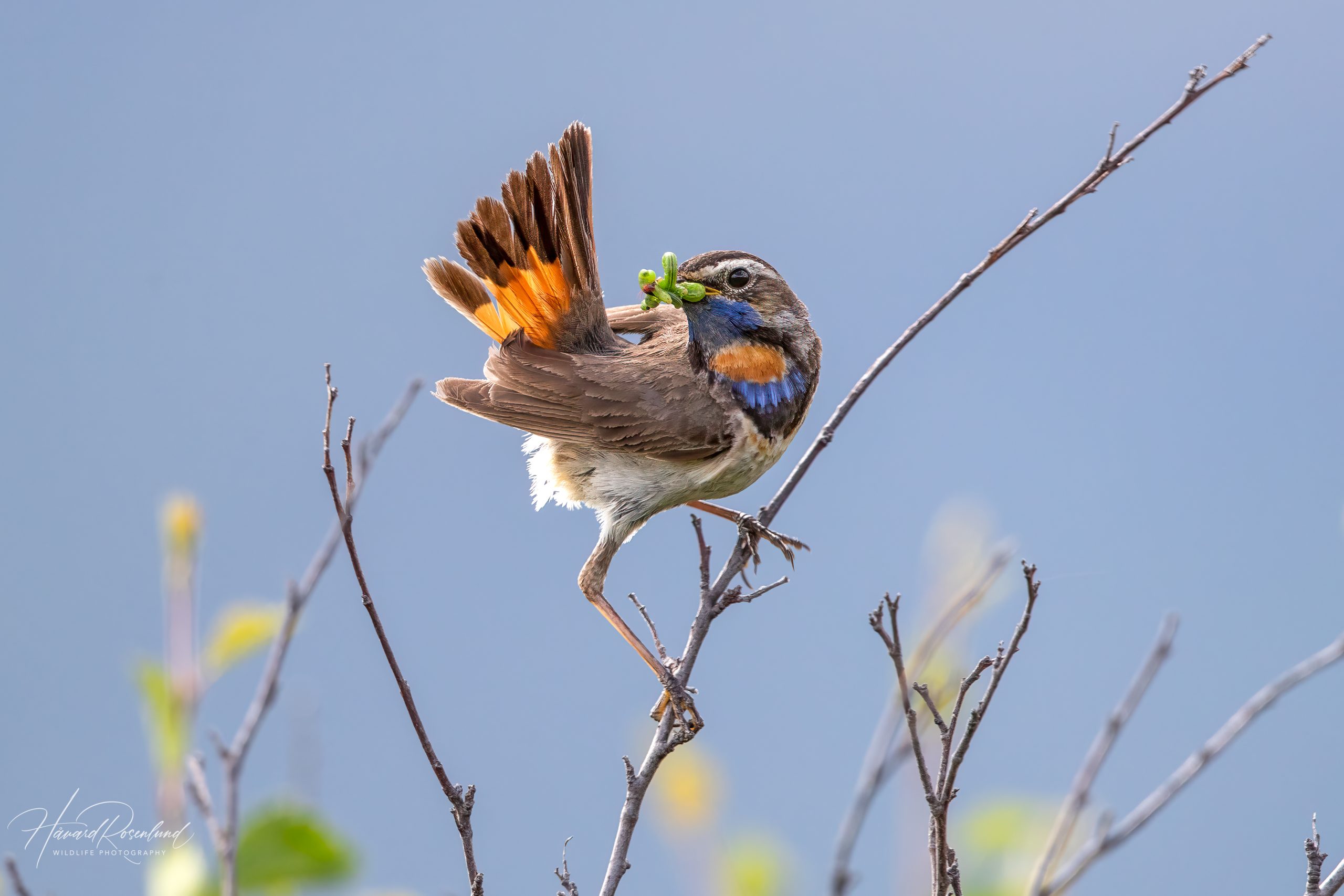 Blåstrupe (Luscinia svecica) @ Dovrefjell-Sunndalsfjella Nasjonalpark. Foto: Håvard Rosenlund