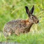 European Hare (Lepus europaeus) @ Fyledalen, Sweden. Photo: Håvard Rosenlund