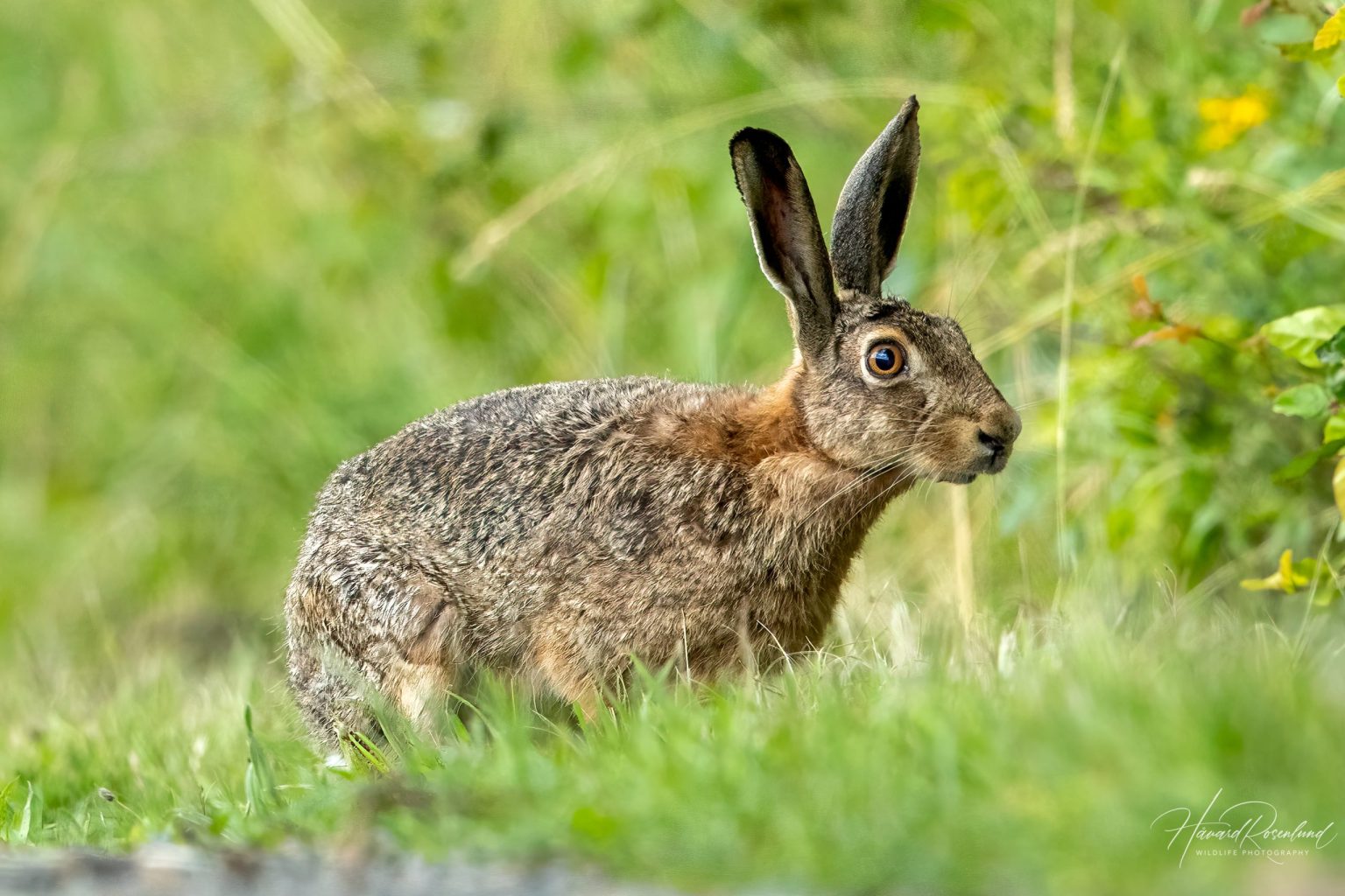 European Hare (Lepus europaeus) @ Fyledalen, Sweden. Photo: Håvard Rosenlund