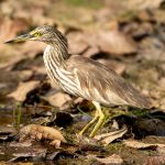 Indian Pond Heron (Ardeola grayii) @ Kanha National Park, India. Photo: Håvard Rosenlund