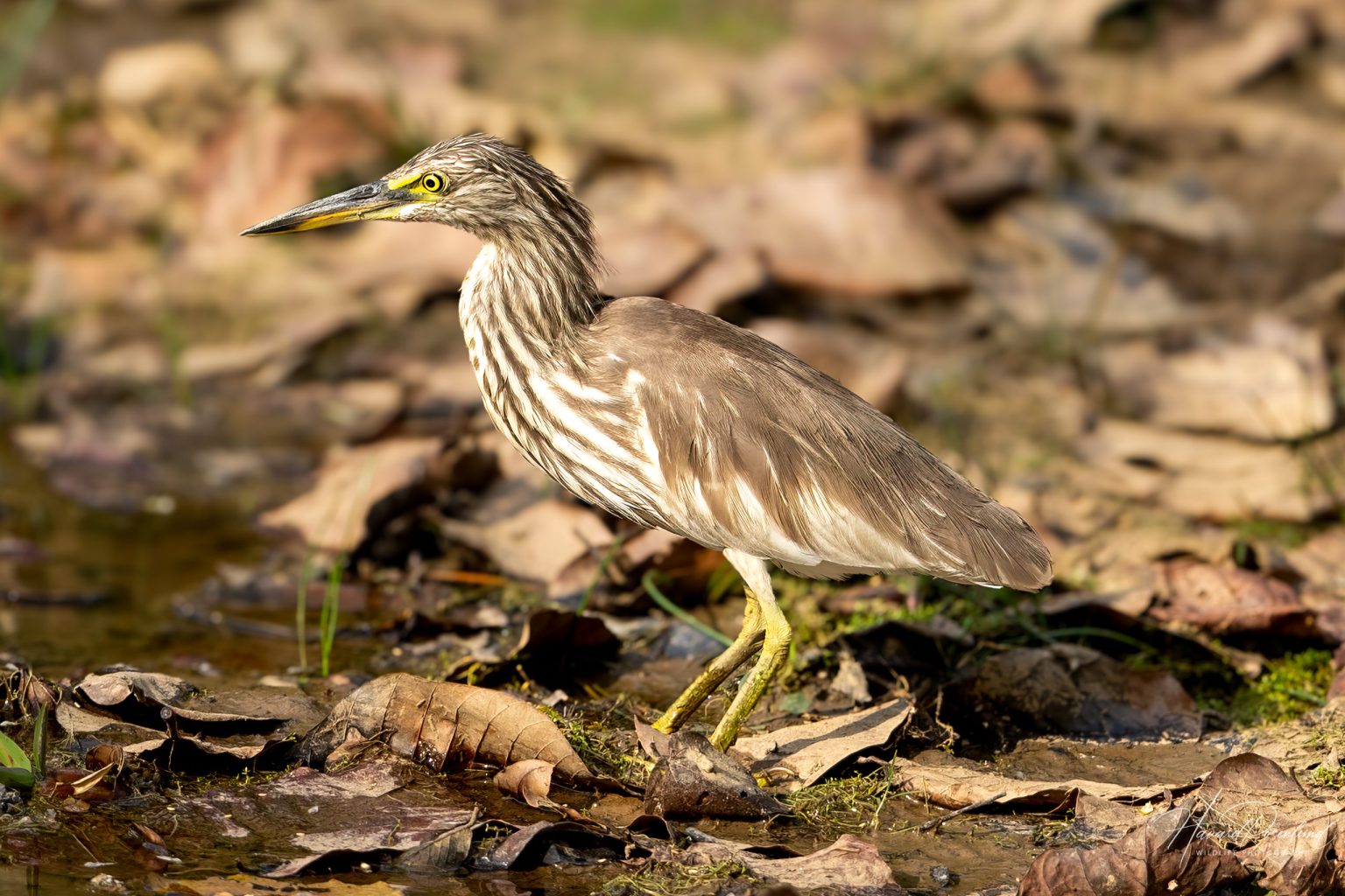 Mangrovehegre (Ardeola grayii) @ Kanha National Park, India. Foto: Håvard Rosenlund