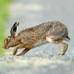European Hare (Lepus europaeus) @ Fyledalen, Sweden. Photo: Håvard Rosenlund