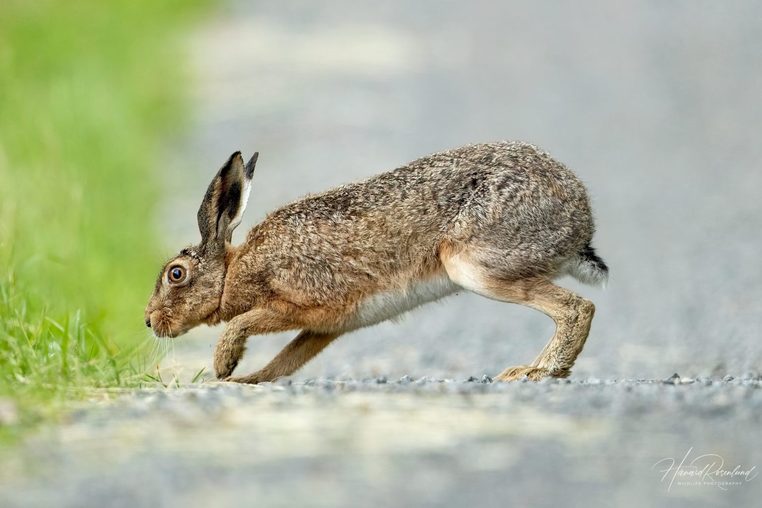 European Hare (Lepus europaeus) @ Fyledalen, Sweden. Photo: Håvard Rosenlund