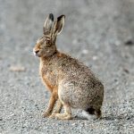 European Hare (Lepus europaeus) @ Fyledalen, Sweden. Photo: Håvard Rosenlund