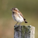 Whinchat (Saxicola rubetra) @ Lista, Norway. Photo: Håvard Rosenlund