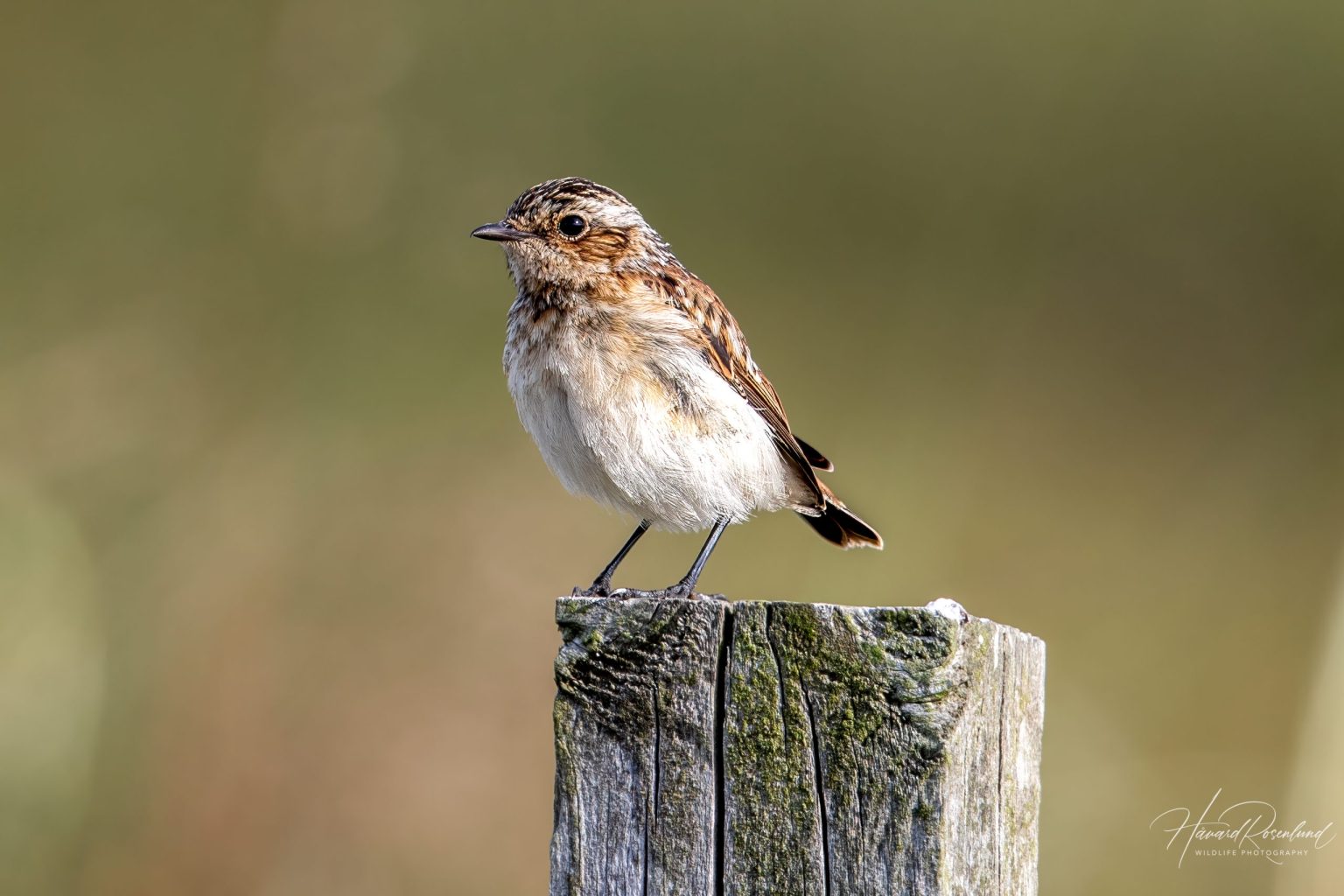 Whinchat (Saxicola rubetra) @ Lista, Norway. Photo: Håvard Rosenlund