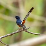 White-rumped Shama (Copsychus malabaricus) @ Kanha National Park, India. Photo: Håvard Rosenlund