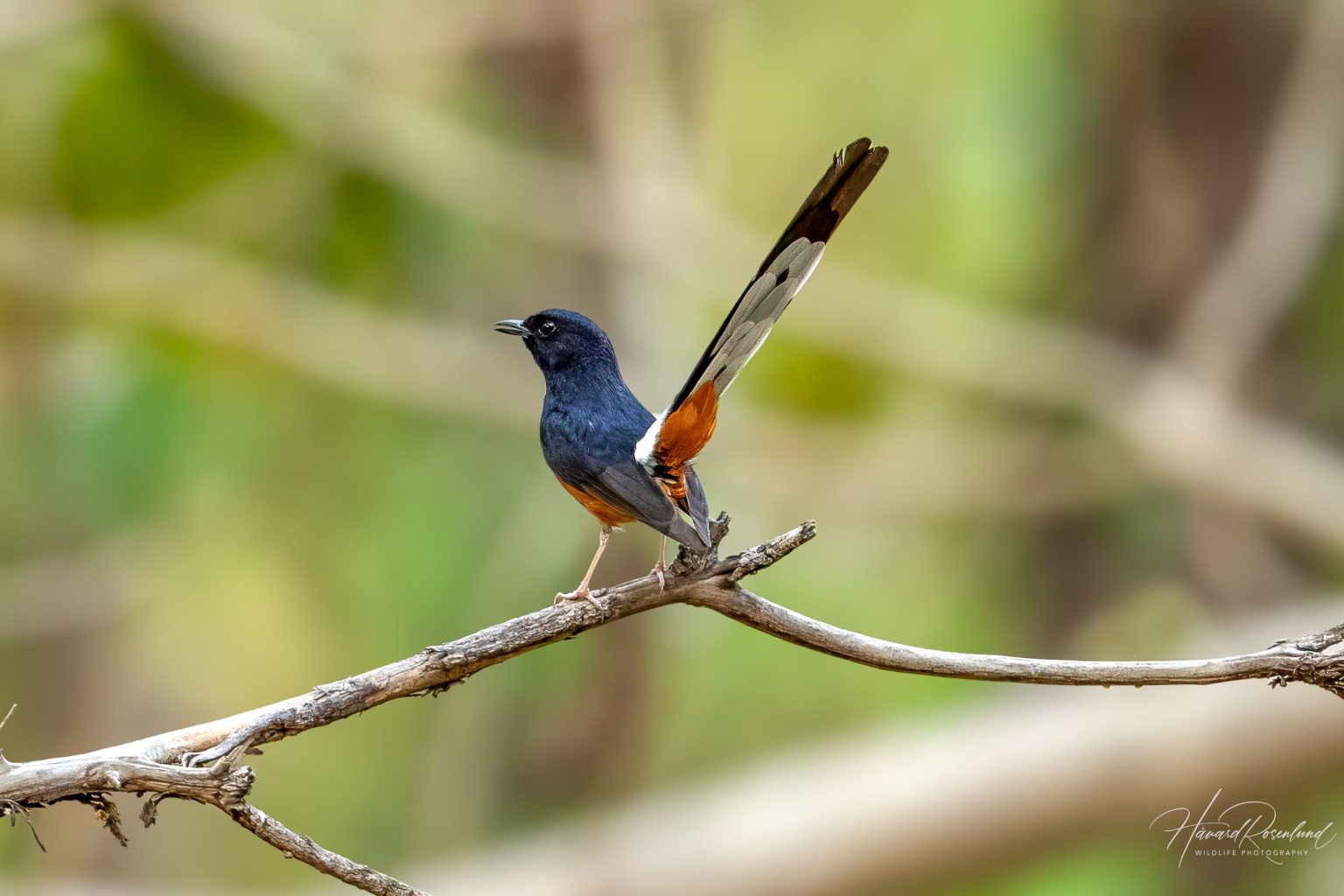 White-rumped Shama (Copsychus malabaricus) @ Kanha National Park, India. Photo: Håvard Rosenlund