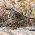 Rock Pipit (Anthus petrosus) @ Lista, Norway. Photo: Håvard Rosenlund