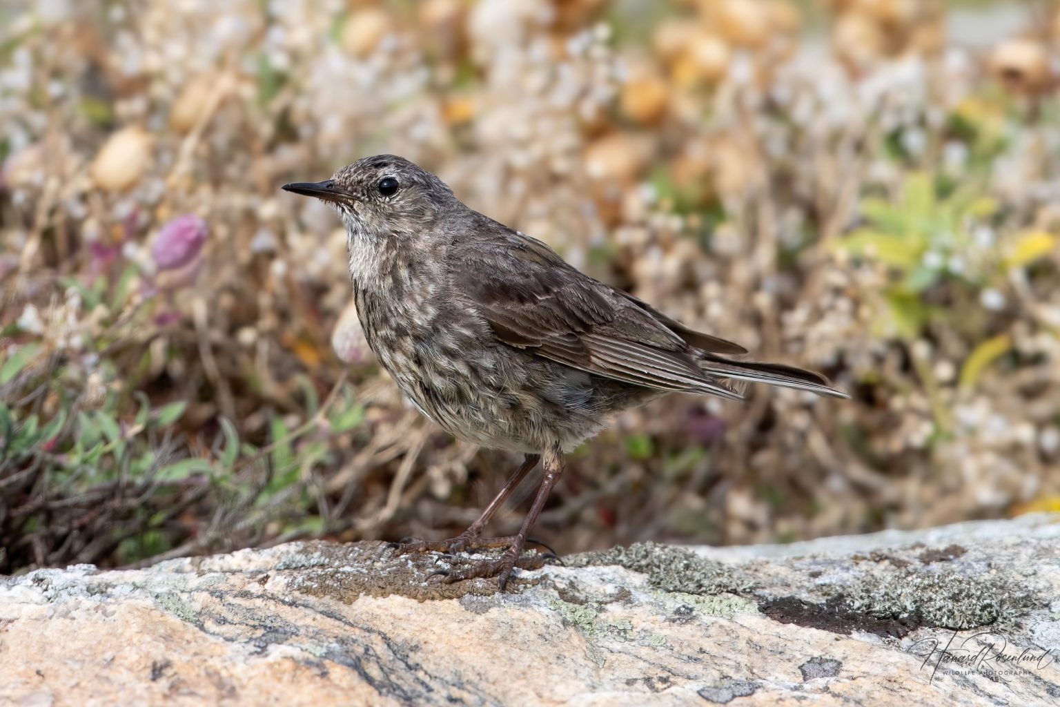 Rock Pipit (Anthus petrosus) @ Lista, Norway. Photo: Håvard Rosenlund