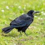 Rook (Corvus frugilegus) @ Fyledalen, Sweden. Photo: Håvard Rosenlund
