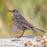 Rock Pipit (Anthus petrosus) @ Lista, Norway. Photo: Håvard Rosenlund