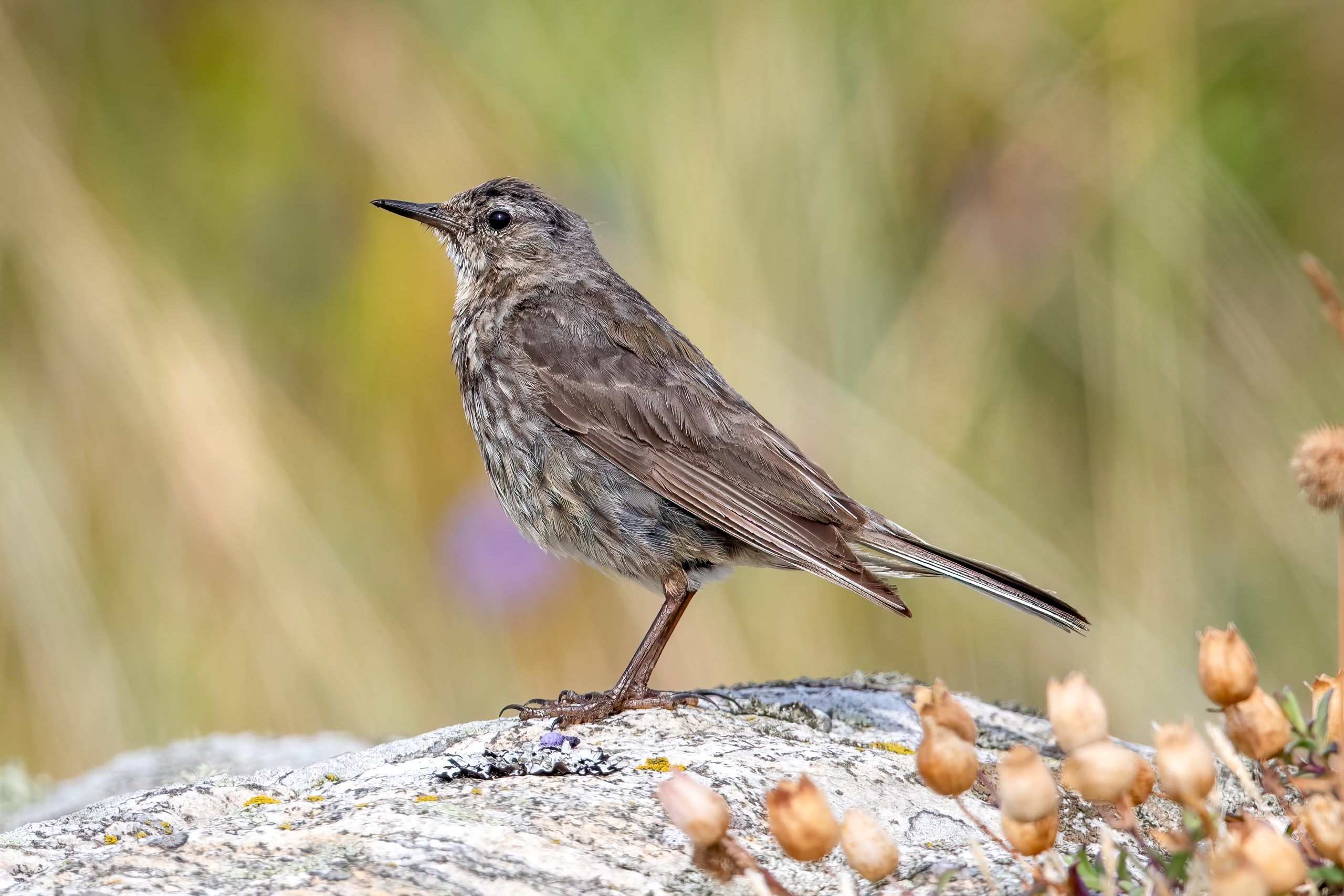 Skjærpiplerke (Anthus petrosus) @ Lista. Foto: Håvard Rosenlund