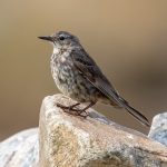 Rock Pipit (Anthus petrosus) @ Lista, Norway. Photo: Håvard Rosenlund