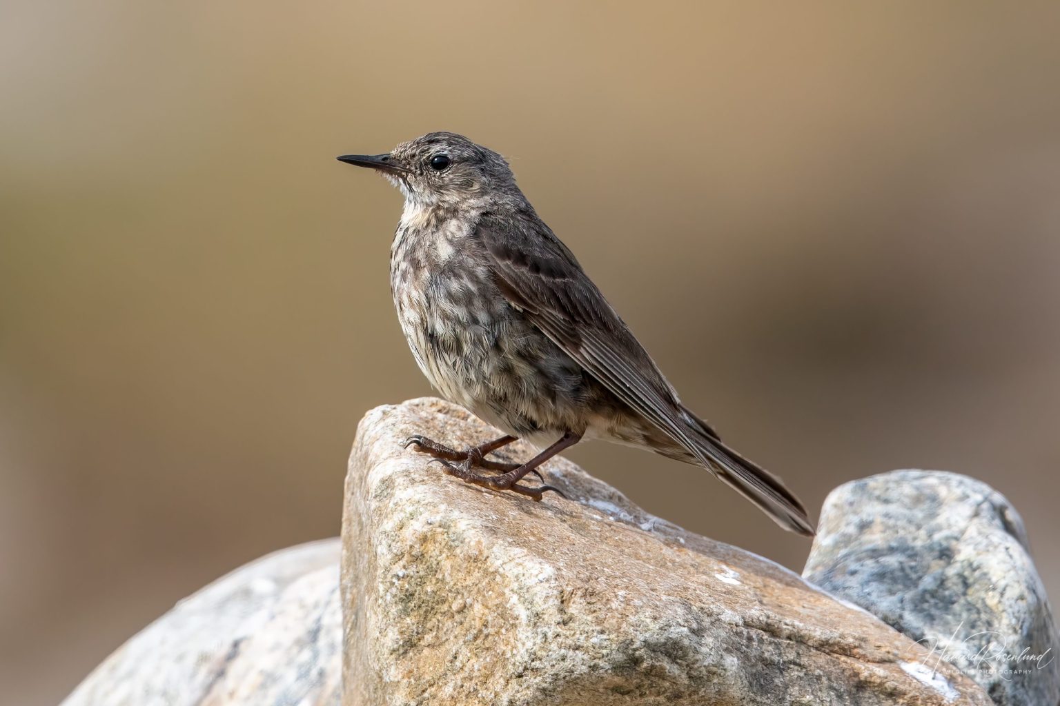 Rock Pipit (Anthus petrosus) @ Lista, Norway. Photo: Håvard Rosenlund