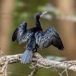 Little Cormorant (Microcarbo niger) @ Kanha National Park, India. Photo: Håvard Rosenlund