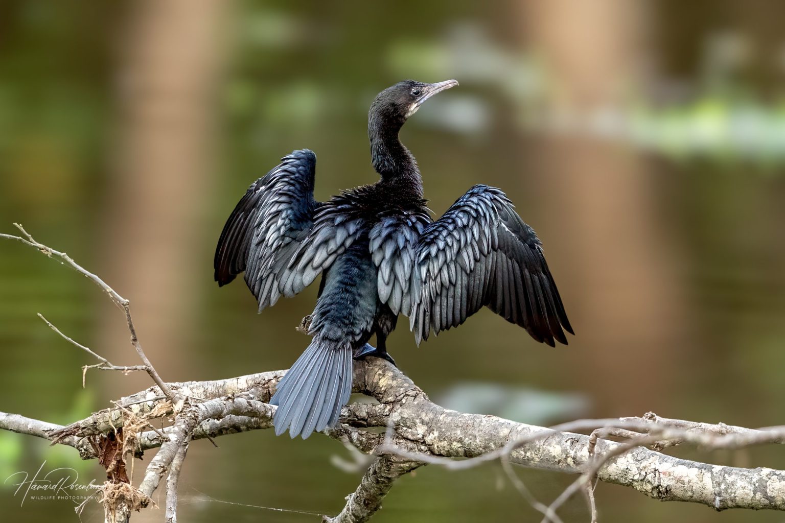 Orientdvergskarv (Microcarbo niger) @ Kanha National Park, India. Foto: Håvard Rosenlund