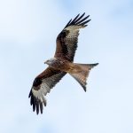 Red Kite (Milvus milvus) @ Ystad, Sweden. Photo: Håvard Rosenlund