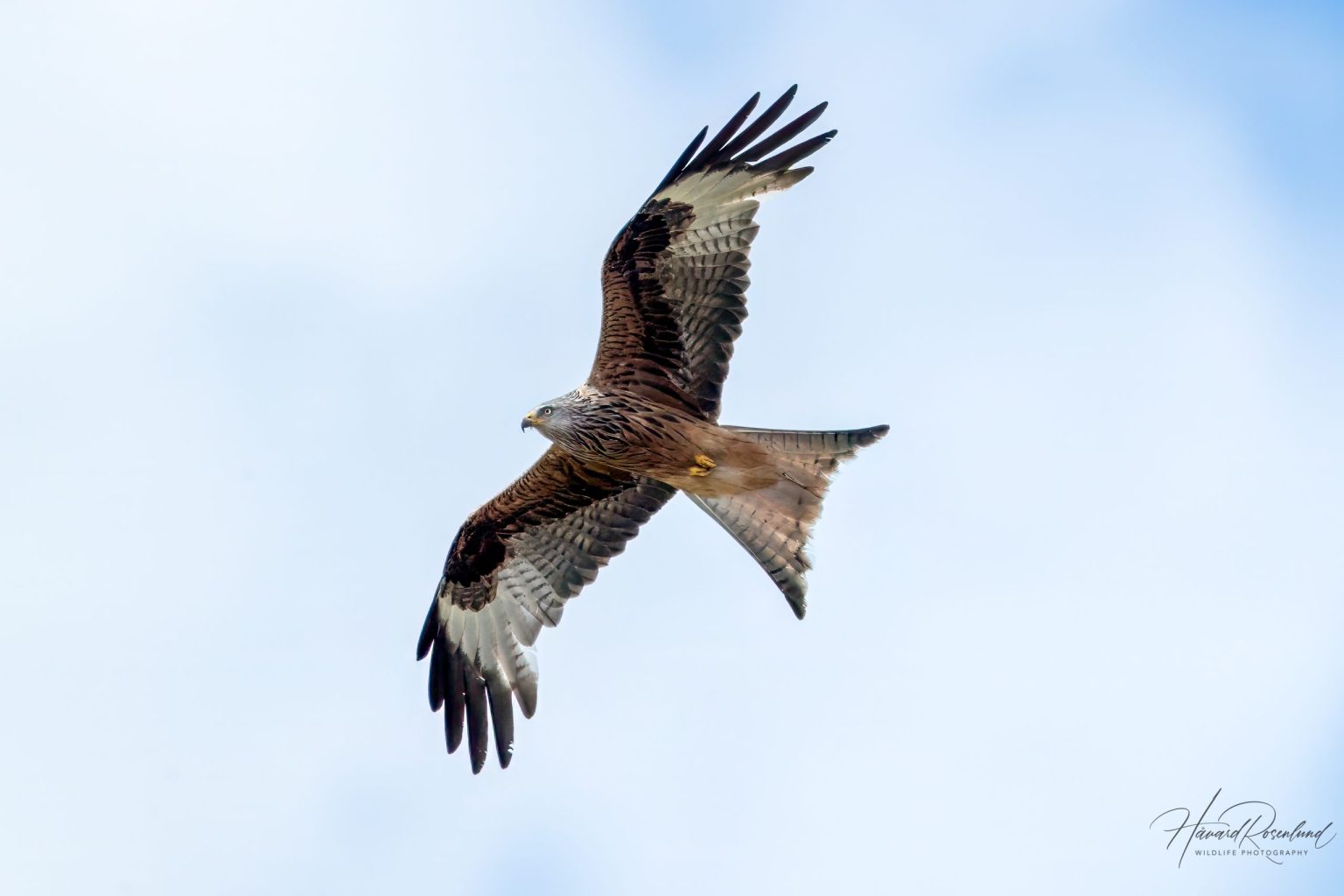 Red Kite (Milvus milvus) @ Ystad, Sweden. Photo: Håvard Rosenlund