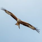 Red Kite (Milvus milvus) @ Ystad, Sweden. Photo: Håvard Rosenlund