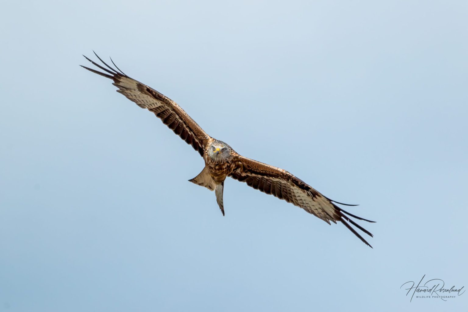Red Kite (Milvus milvus) @ Ystad, Sweden. Photo: Håvard Rosenlund
