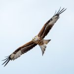 Red Kite (Milvus milvus) @ Ystad, Sweden. Photo: Håvard Rosenlund
