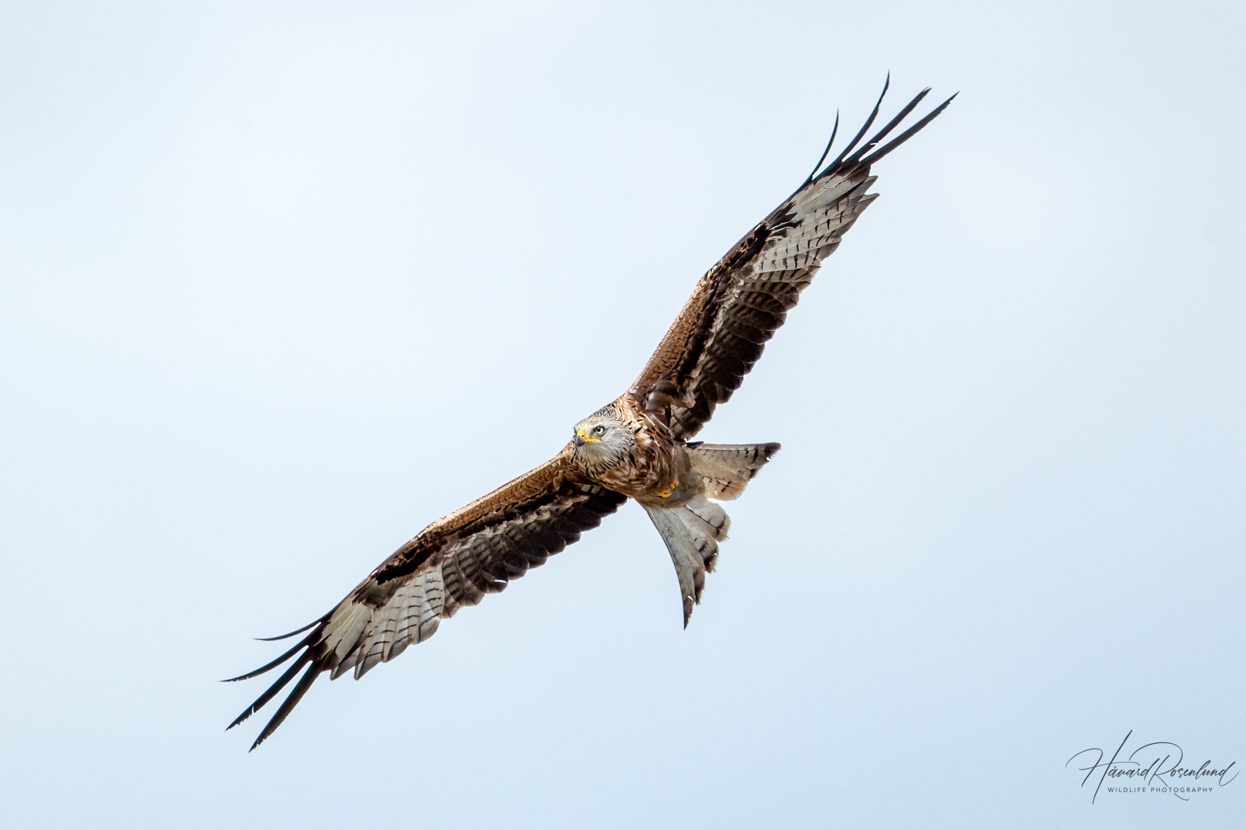 Red Kite (Milvus milvus) @ Ystad, Sweden. Photo: Håvard Rosenlund
