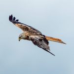 Red Kite (Milvus milvus) @ Ystad, Sweden. Photo: Håvard Rosenlund