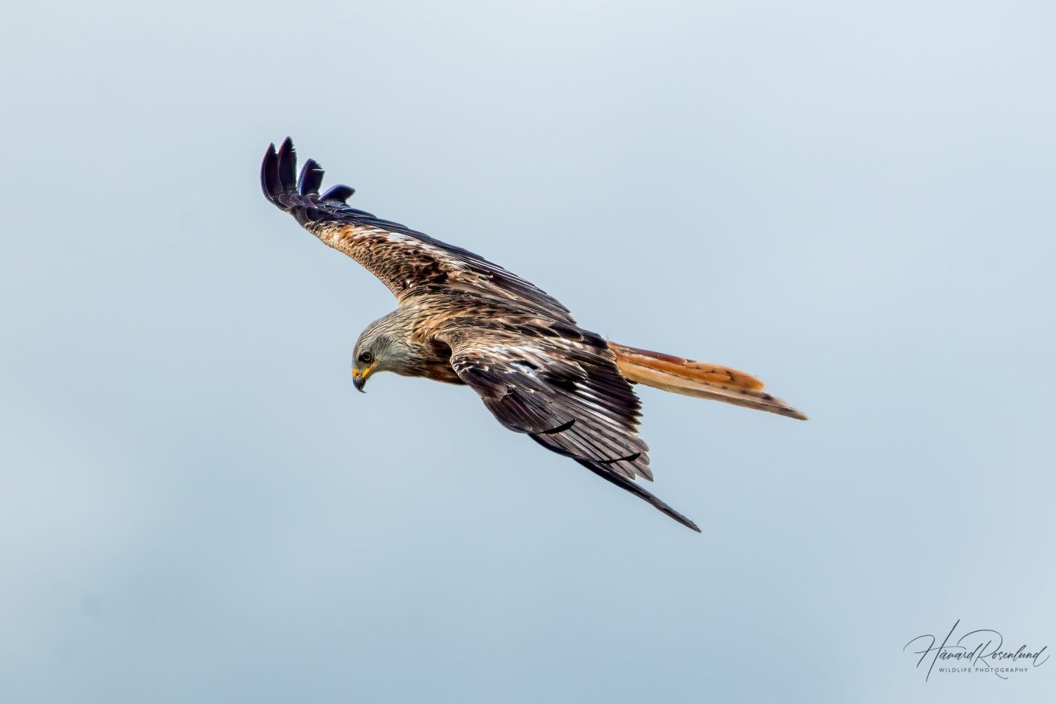 Red Kite (Milvus milvus) @ Ystad, Sweden. Photo: Håvard Rosenlund