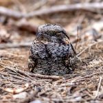Jungle Nightjar (Caprimulgus indicus) @ Satpura National Park, India. Photo: Håvard Rosenlund