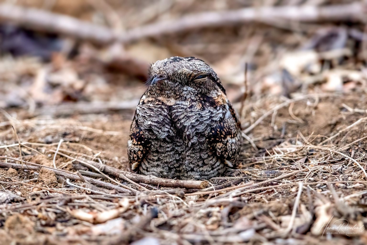 Jungle Nightjar (Caprimulgus indicus) @ Satpura National Park, India. Photo: Håvard Rosenlund