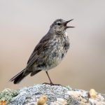 Rock Pipit (Anthus petrosus) @ Lista, Norway. Photo: Håvard Rosenlund
