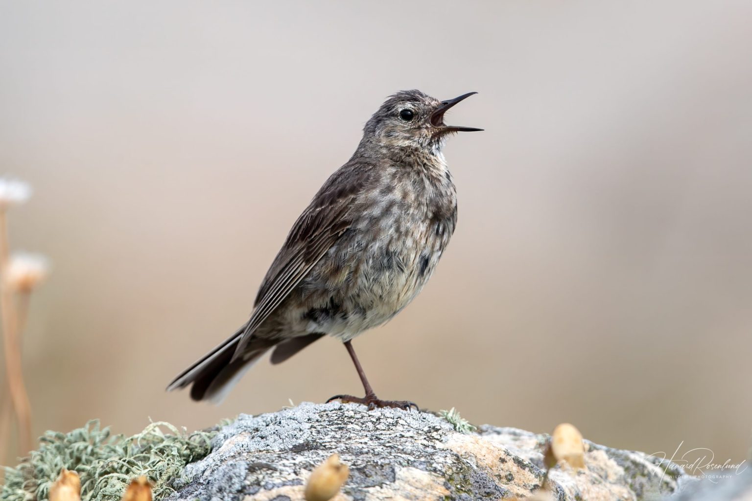 Rock Pipit (Anthus petrosus) @ Lista, Norway. Photo: Håvard Rosenlund