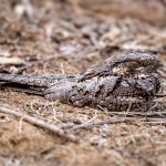 Jungle Nightjar (Caprimulgus indicus) @ Satpura National Park, India. Photo: Håvard Rosenlund