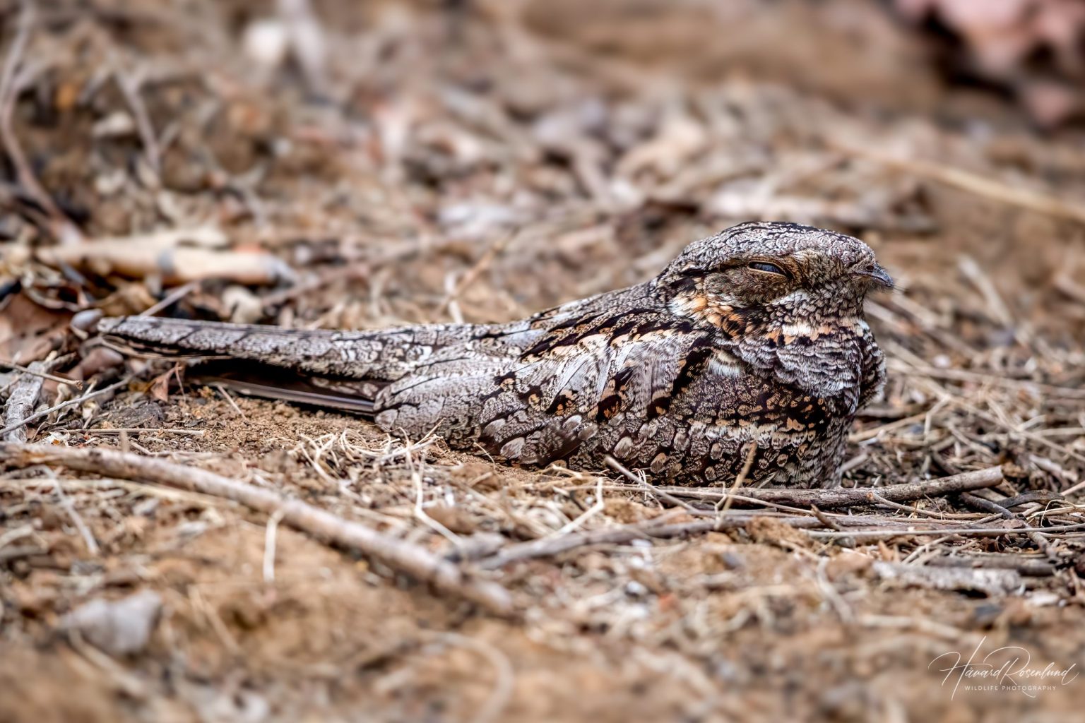 Indianattravn (Caprimulgus indicus) @ Satpura National Park, India. Foto: Håvard Rosenlund