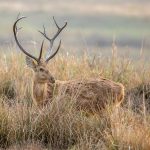 Barasingha (Rucervus duvaucelii) @ Kanha National Park, India. Photo: Håvard Rosenlund