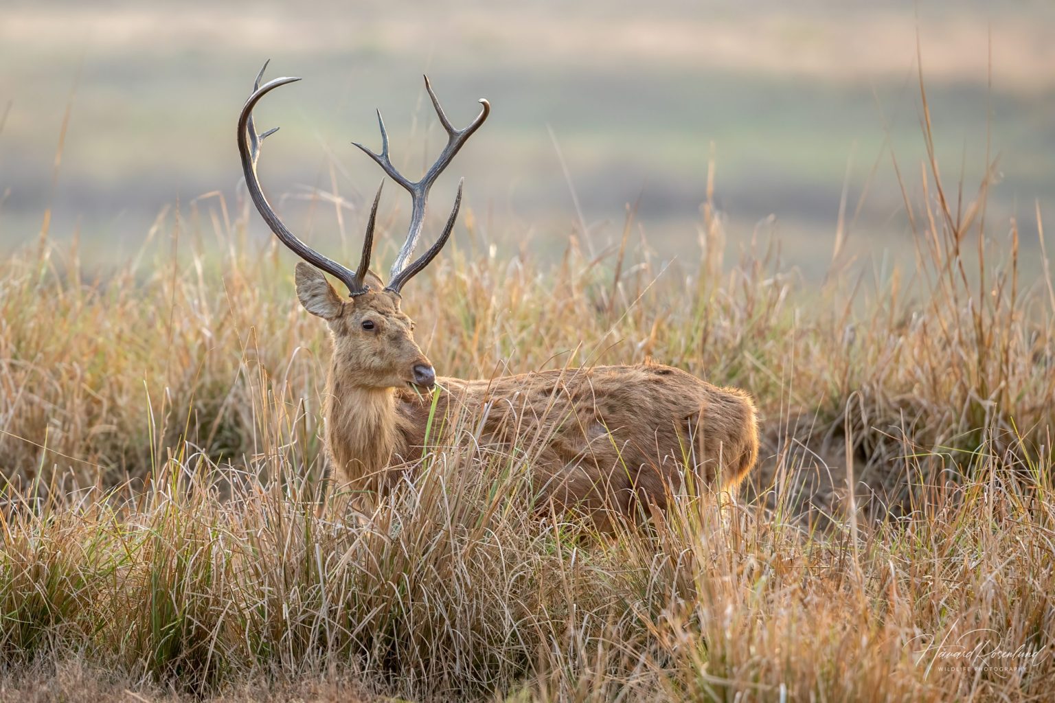 Barasingha (Rucervus duvaucelii) @ Kanha National Park, India. Foto: Håvard Rosenlund