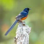 White-rumped Shama (Copsychus malabaricus) @ Kanha National Park, India. Photo: Håvard Rosenlund