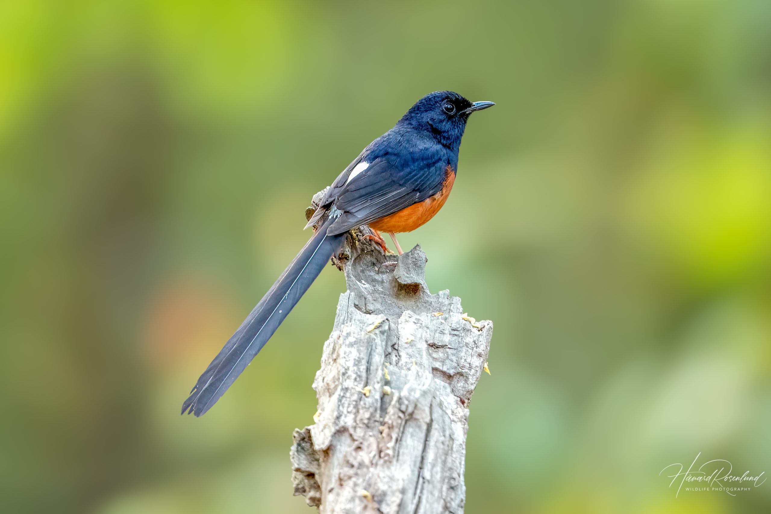 Arieshama (Copsychus malabaricus) @ Kanha National Park, India. Foto: Håvard Rosenlund